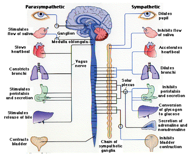 自律神経について