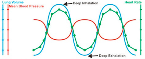 深呼吸における血圧と心拍数の関係で示したダイアグラム