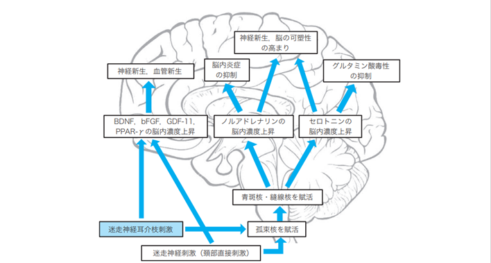 直接的な迷走神経刺激が大脳へ与える影響
